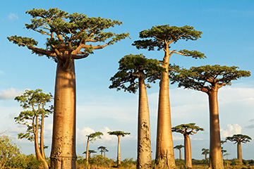 馬達加斯加馬拉因班迪機場三字代碼(WML),馬拉因班迪機場(Malaimbandy Airport)四字碼,馬達加斯加機場三字碼查詢